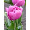 Tulipan 'Prince varieties' Dobbelt sent Tabledance 100 stk. str. 11/12