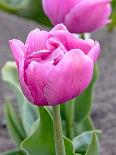 Tulipan 'Prince varieties' Dobbelt sent Tabledance 100 stk. str. 11/12
