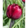 Tulipan 'Prince varieties' Dobbelt sent Uncle Tom 100 stk. str. 12/+