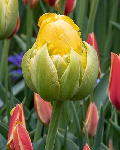 Tulipan 'Prince varieties' Dobbelt sent Vanille Coupe 100 stk. str. 11/12