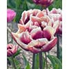 Tulipan 'Prince varieties' Dobbelt sent Wyndham 100 stk. str. 11/12