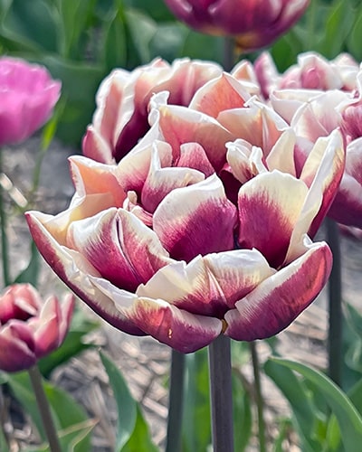 Tulipan 'Prince varieties' Dobbelt sent Wyndham 100 stk. str. 11/12