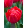 Tulipan Dobbelt tidligt Abba str. 11/12 100stk.