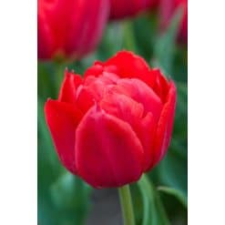 Tulipan Dobbelt tidligt Abba str. 11/12 100stk.