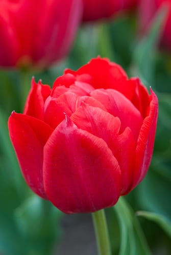 Tulipan Dobbelt tidligt Abba str. 11/12 100stk.