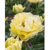 Tulipan 'Prince varieties' Dobbelt tidligt Avant Garde 100stk. 2 <h3 data-start="108" data-end="154">Tulipan 'Prince varieties' Dobbelt tidligt Columbus NEW 100 stk. str. 12/+</h3> <h2 data-start="108" data-end="154">Tulipan <em data-start="119" data-end="131">‘Columbus’</em> – 100 stk. str. 12/+</h2> <p data-start="156" data-end="511">Tulipan <em data-start="164" data-end="176">‘Columbus’</em> er en spektakulær dobbelt tidlig sort fra Prince-serien, som straks fanger blikket i forårshaven. Den blomstrer i april med store, tætfyldte blomster i en intens pink farve, prydet med en tydelig hvid kant langs kronbladene. Blomsterne har et luksuriøst, pæonlignende udtryk og tilfører et både romantisk og festligt præg til haven.</p> Tulipan 'Prince varieties' Dobbelt tidligt Avant Garde 100stk.
