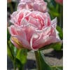 Tulipan 'Prince varieties' Dobbelt tidligt Dreamer 100 stk. str. 11/12 1 <h3 data-start="108" data-end="154">Tulipan 'Prince varieties' Dobbelt tidligt Columbus NEW 100 stk. str. 12/+</h3> <h2 data-start="108" data-end="154">Tulipan <em data-start="119" data-end="131">‘Columbus’</em> – 100 stk. str. 12/+</h2> <p data-start="156" data-end="511">Tulipan <em data-start="164" data-end="176">‘Columbus’</em> er en spektakulær dobbelt tidlig sort fra Prince-serien, som straks fanger blikket i forårshaven. Den blomstrer i april med store, tætfyldte blomster i en intens pink farve, prydet med en tydelig hvid kant langs kronbladene. Blomsterne har et luksuriøst, pæonlignende udtryk og tilfører et både romantisk og festligt præg til haven.</p> Tulipan 'Prince varieties' Dobbelt tidligt Dreamer 100 stk. str. 11/12