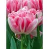 Tulipan 'Prince varieties' Dobbelt tidligt Foxtrot 100 stk. str. 12/+