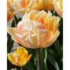 Tulipan 'Prince varieties' Dobbelt tidligt Foxy Foxtrot 100 stk. str. 11/12