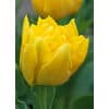 Tulipan 'Prince varieties' Dobbelt tidligt Marie Jo 100 stk. str. 12/+