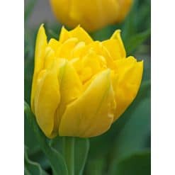 Tulipan 'Prince varieties' Dobbelt tidligt Marie Jo 100 stk. str. 12/+