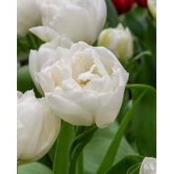 Tulipan 'Prince varieties' Dobbelt tidligt Mondial 100 stk. str. 11/12
