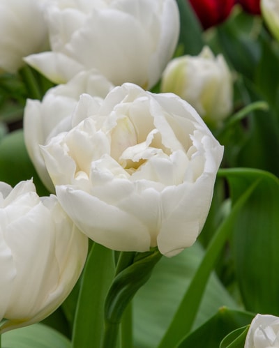 Tulipan 'Prince varieties' Dobbelt tidligt Mondial 100 stk. str. 11/12 3 <h3 data-start="115" data-end="161">Tulipan 'Prince varieties' Dobbelt tidligt Mondial 100 stk. str. 11/12</h3> <h2 data-start="115" data-end="161">Tulipan <em data-start="126" data-end="137">‘Mondial’</em> – 100 stk. str. 11/12</h2> <p data-start="163" data-end="519">Tulipan <em data-start="171" data-end="182">‘Mondial’</em> er en elegant og tidligblomstrende sort i Prince-serien. Den blomstrer i april med store, fyldige, pæonlignende blomster i ren hvid, ofte med et let grønlige skær på de ydre kronblade. Den tætfyldte blomst kombineret med den klassiske hvide farve giver et eksklusivt og sofistikeret udtryk, perfekt til både bede, krukker og buketter.</p> Tulipan 'Prince varieties' Dobbelt tidligt Mondial 100 stk. str. 11/12