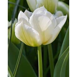 Tulipan 'Prince varieties' Dobbelt tidligt Northcap 100 stk. str. 11/12