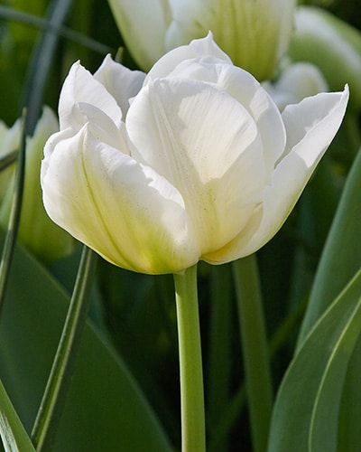 Tulipan 'Prince varieties' Dobbelt tidligt Northcap 100 stk. str. 12/+ 3 <h3 data-start="115" data-end="161">Tulipan 'Prince varieties' Dobbelt tidligt Northcap 100 stk. str. 12/+</h3> <h2 data-start="115" data-end="161">Tulipan <em data-start="126" data-end="138">‘Northcap’</em> – 100 stk. str. 12/+</h2> <p data-start="163" data-end="542">Tulipan <em data-start="171" data-end="183">‘Northcap’</em> er en fortryllende dobbelt tidlig tulipan fra den eksklusive Prince-serie. Den blomstrer i april med store, fyldige, pæonlignende blomster i en ren hvid farve, der tilfører et elegant og luksuriøst udtryk til forårshaven. Den hvide farve gør den perfekt til at skabe ro og harmoni alene eller til at fremhæve kontraster sammen med stærkt farvede tulipaner.</p> Tulipan 'Prince varieties' Dobbelt tidligt Northcap 100 stk. str. 11/12