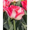 Tulipan 'Prince varieties' Dobbelt tidligt Pink Delight 100 stk. str. 11/12