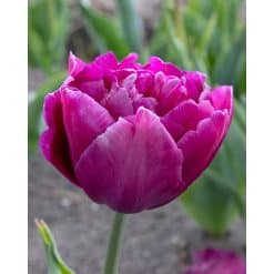 Tulipan 'Prince varieties' Dobbelt tidligt Showcase 100 stk. str. 12/+