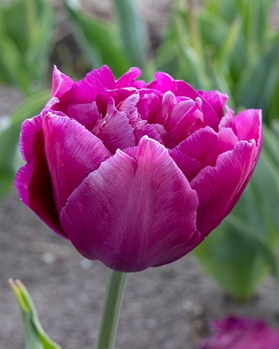 Tulipan 'Prince varieties' Dobbelt tidligt Showcase 100 stk. str. 11/12 3 <h3 data-start="116" data-end="163">Tulipan 'Prince varieties' Dobbelt tidligt Showcase 100 stk. str. 11/12</h3> <h2 data-start="116" data-end="163">Tulipan <em data-start="127" data-end="139">‘Showcase’</em> – 100 stk. str. 11/12</h2> <p data-start="165" data-end="519">Tulipan <em data-start="173" data-end="185">‘Showcase’</em> er en imponerende dobbelt tidlig tulipan fra Prince-serien, kendt for sine store, pæonlignende blomster i en kraftig pink til magenta nuance. Den blomstrer allerede i april og bringer et intenst og festligt farvespil til haven. Med sin tætfyldte blomstring er <em data-start="446" data-end="458">‘Showcase’</em> ideel både i bede, krukker og som en luksuriøs snitblomst.</p> Tulipan 'Prince varieties' Dobbelt tidligt Showcase 100 stk. str. 12/+