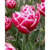 Tulipan 'Prince varieties' Dobbelt tidligt Columbus NEW 100 stk. str. 12/+