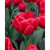 Tulipan 'Prince varieties' Dobbelt tidligt Red Foxtrot NEW 100 stk. str. 12/+
