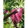 drageplante DRACUNCULUS vulgaris 25stk.