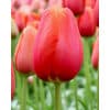 Tulipan Single sent FRENCH Avignon Str. 11/12 – 100 stk.