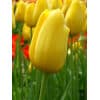 Tulipan Single sent Big Smile Str. 12/+ – 100 stk. 2 <p data-start="150" data-end="213"><strong data-start="150" data-end="211">Tulipan SINGLE LATE ‘Bleu Aimable’ – Str. 12/+ – 100 stk.</strong></p> <p data-start="215" data-end="778">‘Bleu Aimable’ er en klassisk Single Late-tulipan, der er kendt for sin unikke og elegante farve. De store blomster springer ud i maj–juni i en sjælden lavendelblå til blåviolet nuance, som kan variere i lysets spil og give et næsten sølvskinnende udtryk. Den høje, slanke vækst gør sorten ideel til at skabe ro og harmoni i haven, og den er samtidig et fantastisk valg til kontrastplantning med hvide eller mørke tulipaner. Med løgstørrelse 12/+ får du ekstra kraftige planter og endnu større blomster, der gør ‘Bleu Aimable’ til en særlig perle i forårsbedet.</p> Tulipan Single sent Big Smile Str. 12/+ – 100 stk.