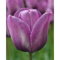 Tulipan Single sent Bleu Aimable Str. 12/+ – 100 stk.