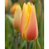 Tulipan Single sent Blushing Lady Str. 11/12 – 100 stk.