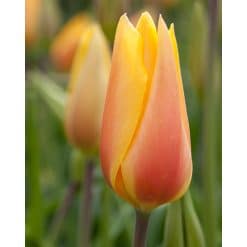 Tulipan Single sent Blushing Lady Str. 11/12 – 100 stk.