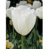 Tulipan Single sent Clearwater Str. 11/12 – 100 stk.