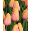 Tulipan Single sent FRENCH Dordogne Str. 11/12 – 100 stk.