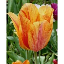 Tulipan Single sent El Nino Str. 12/+ – 100 stk.