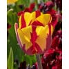 Tulipan Single sent Helmar Str. 11/12 – 100 stk.