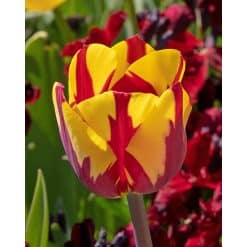 Tulipan Single sent Helmar Str. 11/12 – 100 stk.