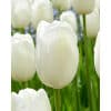Tulipan Single sent FRENCH Maureen Str. 11/12 – 100 stk.