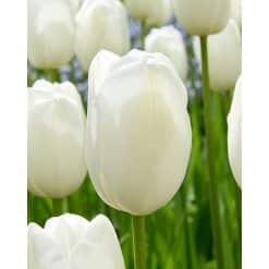 Tulipan Single sent FRENCH Maureen Str. 11/12 – 100 stk.