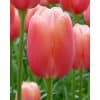 Tulipan Single sent FRENCH Menton Str. 11/12 – 100 stk. 2 <p data-start="151" data-end="215"><strong data-start="151" data-end="213">Tulipan SINGLE LATE FRENCH ‘Menton’ – Str. 12/+ – 100 stk.</strong></p> <p data-start="217" data-end="752">‘Menton’ er en af de mest berømte franske Single Late-tulipaner og elsket for sit elegante farvespil og sin imponerende størrelse. Blomsterne, der springer ud i maj–juni, har en delikat abrikosrosa farve med et let skær af fersken og laksefarvet, ofte med en svag gul nuance ved kronbladenes basis. De høje, ranke stængler bærer de store blomster sikkert, hvilket gør sorten perfekt til både bede og buketter. Med løgstørrelse 12/+ får du ekstra kraftige planter og større blomster, som for alvor tiltrækker sig opmærksomhed i haven.</p> Tulipan Single sent FRENCH Menton Str. 11/12 – 100 stk.
