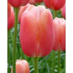 Tulipan Single sent FRENCH Menton Str. 11/12 – 100 stk.