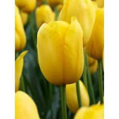 Tulipan Single sent FRENCH Muscadet Str. 12/+ – 100 stk.