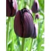 Tulipan Single sent Queen of Night Str. 11/12 – 100 stk.