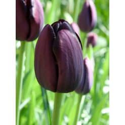 Tulipan Single sent Queen of Night Str. 11/12 – 100 stk.