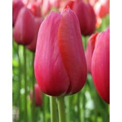 Tulipan Single sent FRENCH Renown Str. 11/12 – 100 stk.