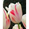 Tulipan Single sent Sorbet Str. 11/12 – 100 stk.