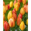 Tulipan Single sent FRENCH Rhapsody of Smiles NEW Str. 11/12 – 100 stk. 2 <h3 data-start="150" data-end="213"><strong data-start="150" data-end="211">Tulipan LILY FLOWERED ‘Ballerina’ – Str. 11/12 – 100 stk.</strong></h3> <p data-start="215" data-end="692">‘Ballerina’ er en af de mest elegante liljeblomstrede tulipaner, kendt for sine slanke, spidse kronblade og sin intense orange farve med et varmt rødt skær. Den blomstrer i maj og spreder en behagelig duft, hvilket gør den til en favorit blandt haveejere. De høje, slanke blomster står yndefuldt i bedene og er særligt smukke i kombination med andre tulipaner i kontrastfarver. ‘Ballerina’ er også en fremragende snitblomst, hvor dens unikke form virkelig kommer til sin ret.</p> Tulipan Single sent FRENCH Rhapsody of Smiles NEW Str. 11/12 – 100 stk.