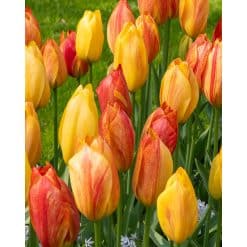 Tulipan Single sent FRENCH Rhapsody of Smiles NEW Str. 11/12 – 100 stk.