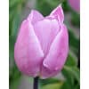 Tulipan 'Prince varieties' Single tidlig 'Prince' Candy Prince str. 12/+100stk 2 <h3>Tulipan 'Prince varieties' Single tidlig 'Prince' Flaming Prince 100stk.</h3> <h2 data-start="93" data-end="145">Tulipan <em data-start="104" data-end="122">‘Flaming Prince’</em> – 100 stk. str. 12/+</h2> <p data-start="147" data-end="477">Tulipan <em data-start="155" data-end="173">‘Flaming Prince’</em> er en tidligblomstrende enkel tulipan fra den populære Prince-serie. Den kendetegnes ved sine elegante, cremehvide til lysegule blomster, der er flammemønstret med lilla til purpurfarvede strøg. Farvespillet giver blomsterne et livligt og unikt udtryk, der gør dem til et sandt blikfang i forårshaven.</p> Tulipan 'Prince varieties' Single tidlig 'Prince' Candy Prince str. 12/+100stk