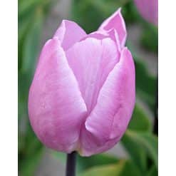 Tulipan 'Prince varieties' Single tidlig 'Prince' Candy Prince str. 12/+100stk