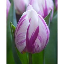 Tulipan 'Prince varieties' Single tidlig 'Prince' Flaming Prince 100stk.