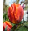 Tulipan 'Prince-sorter' Hermitage str. 11/12 100stk. 1 <h3>Tulipan 'Prince-sorter' Flair str. 12/+ 100stk.</h3> <h2 data-start="104" data-end="154">Tulipan <em data-start="115" data-end="131">‘Prince’ Flair</em> – 100 stk. str. 12/+</h2> <p data-start="156" data-end="481">Tulipan <em data-start="164" data-end="180">‘Prince’ Flair</em> er en af de mest iøjnefaldende sorter i den populære Prince-serie. De elegante blomster åbner i en strålende gul bundfarve, dekoreret med intense, røde flammer, som skaber et livligt og kraftfuldt udtryk i haven. Med sine ekstra store løg (12/+) får du kraftige planter med ekstra fyldige blomster.</p> Tulipan 'Prince-sorter' Hermitage str. 11/12 100stk.
